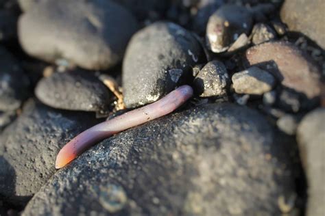 Penis Fish .